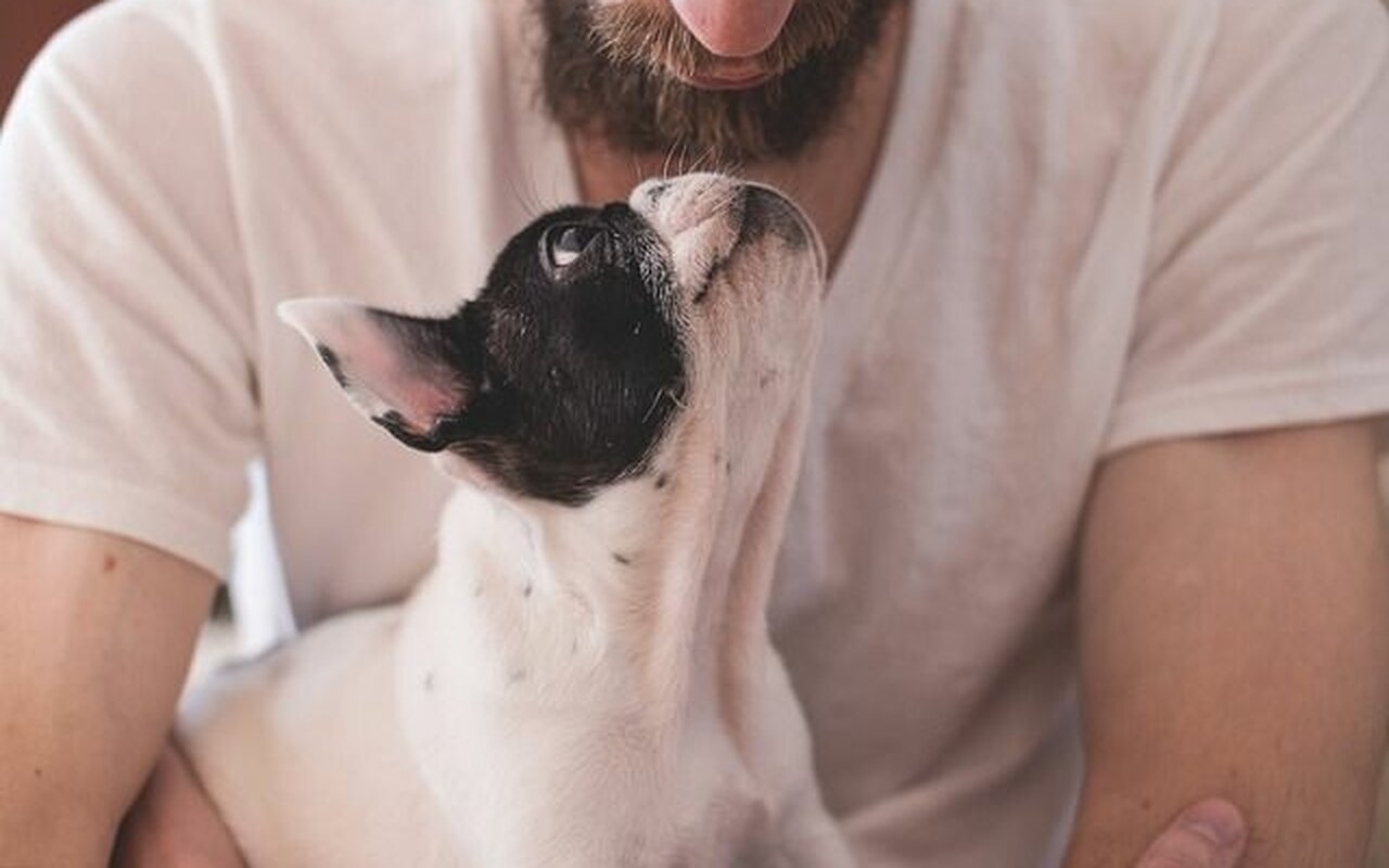 Poljupci sa psom – zdravi ili štetni za naš organizam?