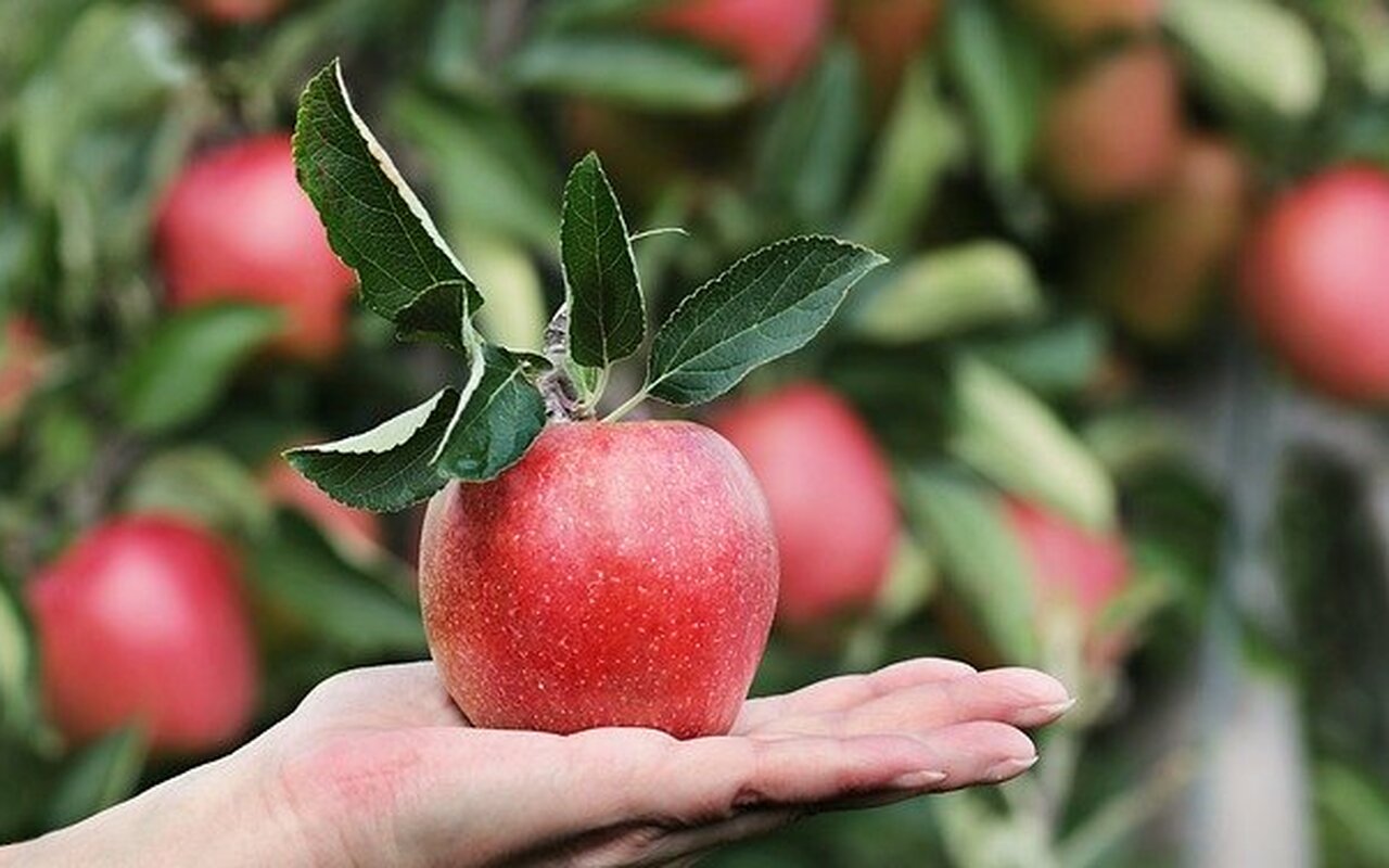 Nije zgoreg ponavljati: jabuka dnevno je fantastična za zdravlje!