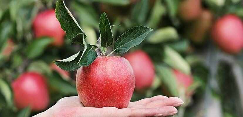 Nije zgoreg ponavljati: jabuka dnevno je fantastična za zdravlje!