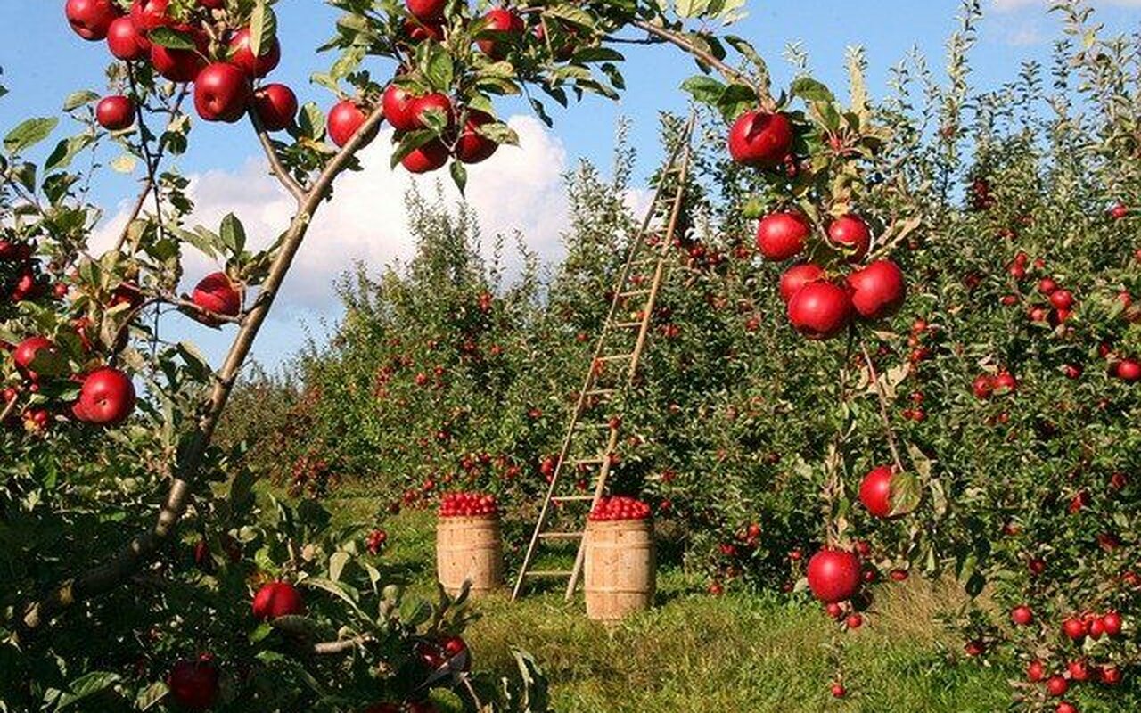 Dokazano je- organsko voće značajno poboljšava zdravlje