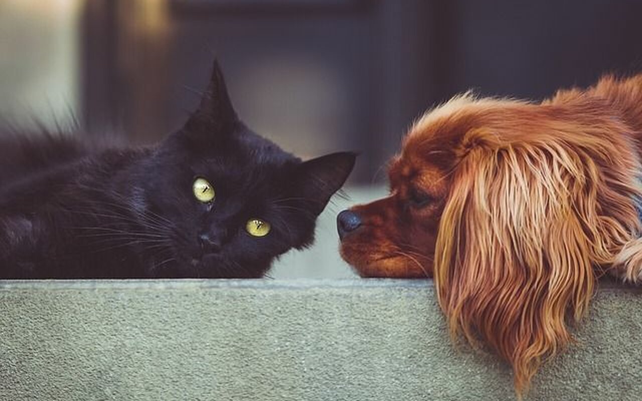 Koje su psihološke razlike između vlasnika pasa i mačaka?