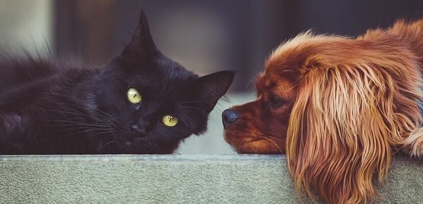 Koje su psihološke razlike između vlasnika pasa i mačaka?