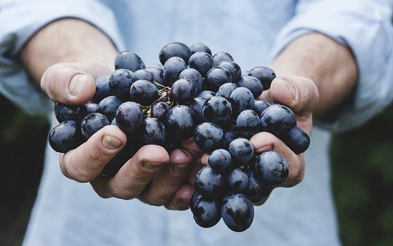 Koliko je grožđe dobro za zdravlje? Da li goji? Treba li ga uopšte jesti?