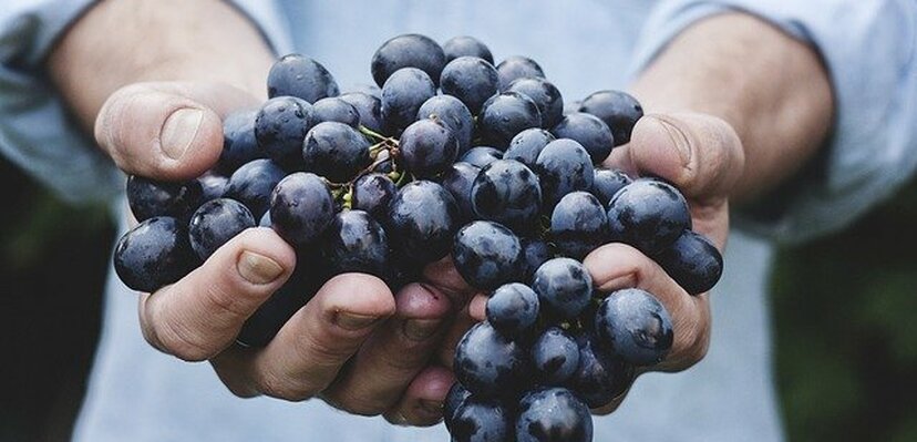 Koliko je grožđe dobro za zdravlje? Da li goji? Treba li ga uopšte jesti?