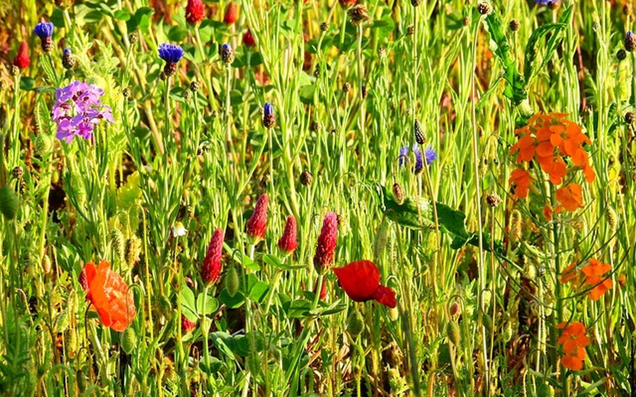 4 koraka kako da umanjite alergijsku reakciju na travu 