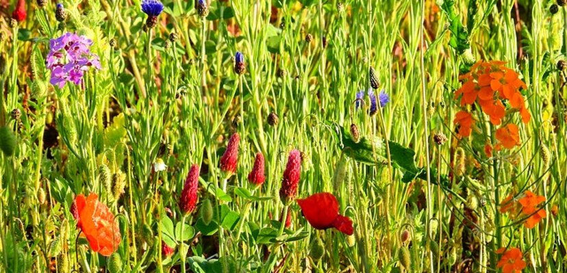 4 koraka kako da umanjite alergijsku reakciju na travu 