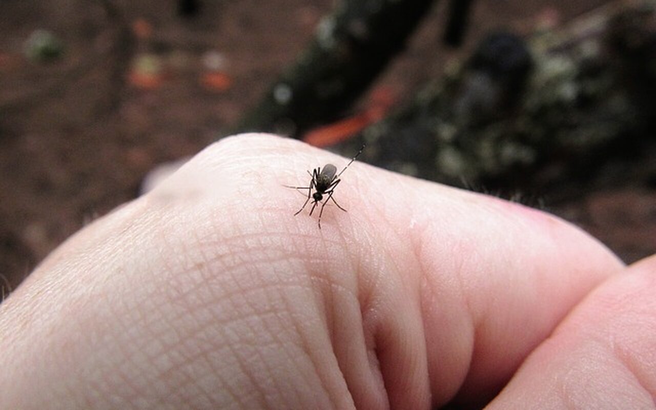 Evo šta stvarno pomaže kod uboda komarca