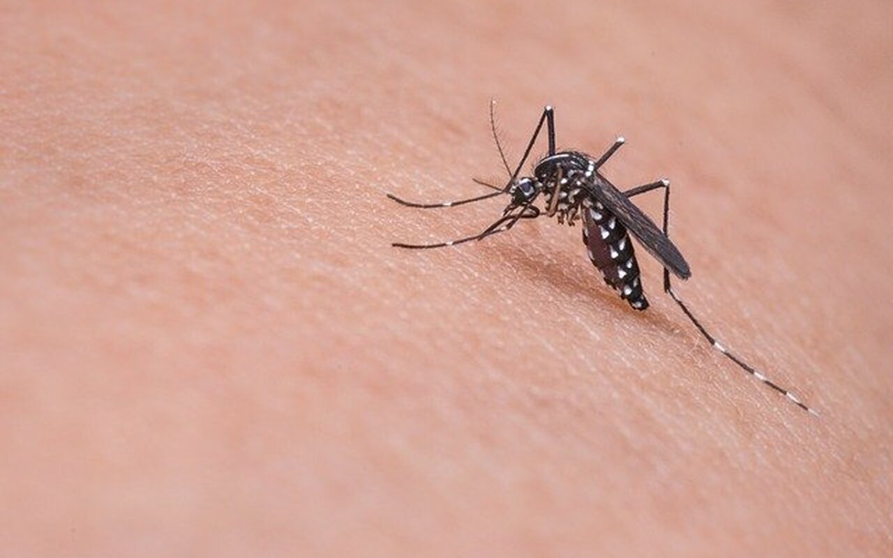 Otežana borba protiv komaraca, mogu nositi opasan virus