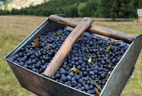 Aronija – prirodni saveznik zdravlja