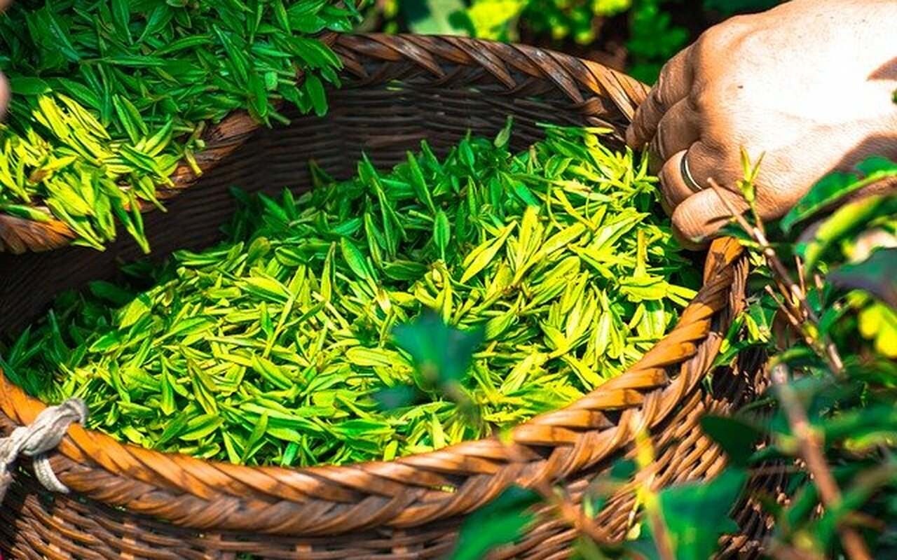 Zeleni čaj ima brojne zdravstvene dobrobiti