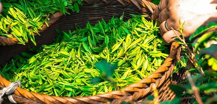 Zeleni čaj ima brojne zdravstvene dobrobiti