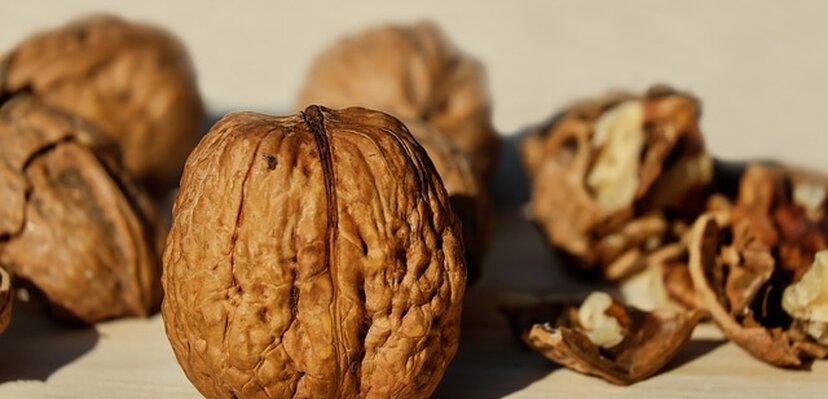 NOVA STUDIJA: Svakodnevno grickanje oraha može smanjiti „loš“ holesterol kod starijih osoba